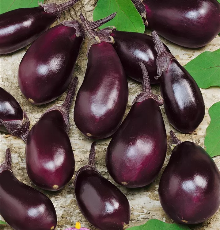 Aubergine 'Ophelia'