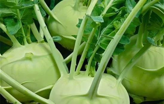 Kohlrabi