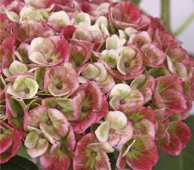 'Magical'®-Hortensie