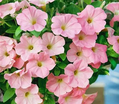 Petunie 'Potunia'®