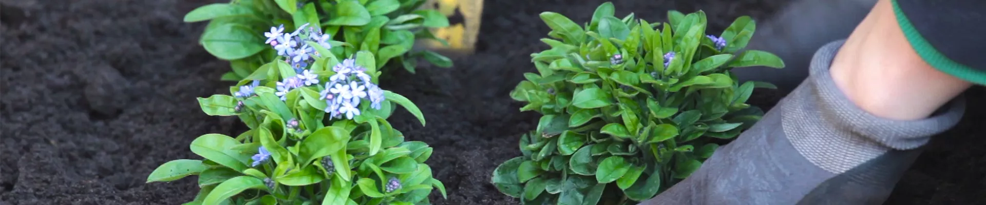 Vergissmeinnicht - Einpflanzen im Garten (thumbnail).jpg