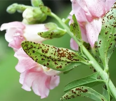 Rost an Stauden und Sommerblumen