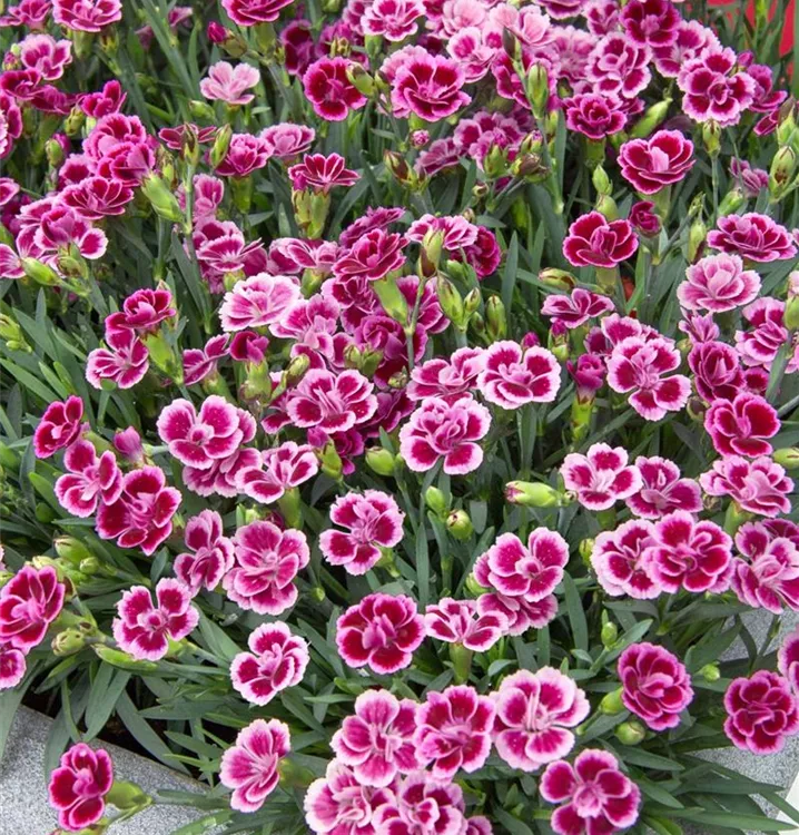 Prinzess-Nelke 'Pink Kisses'®