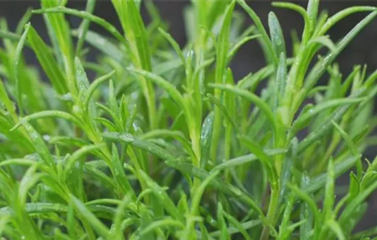 Lavendel - Einpflanzen im Garten