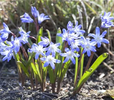 Blumenzwiebeln im Steingarten – So gelingt die Farbenpracht