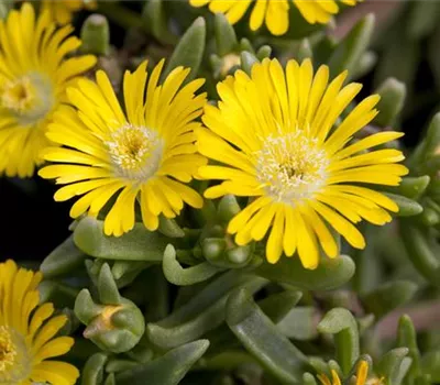 Winterharte Eisblumen (Delosperma congesta) für den Steingarten