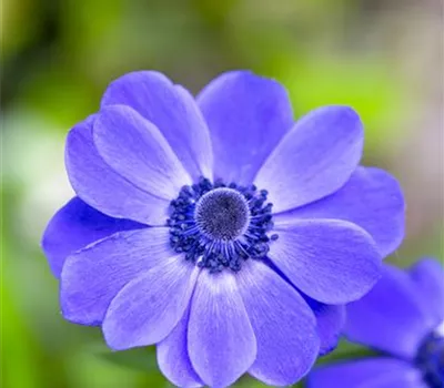 Anemone