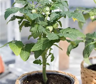 Balkontomate 'Primabell'®