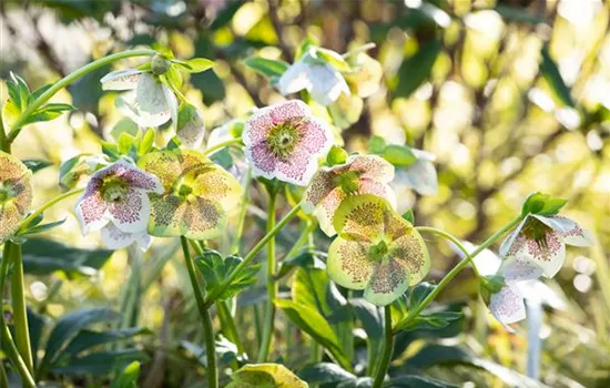 Christrosen pflanzen und für elegante Blüten sorgen