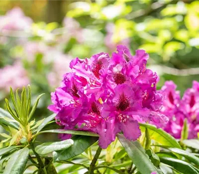 Gartengestaltung mit Rhododendren – So entsteht ein Blütenmeer