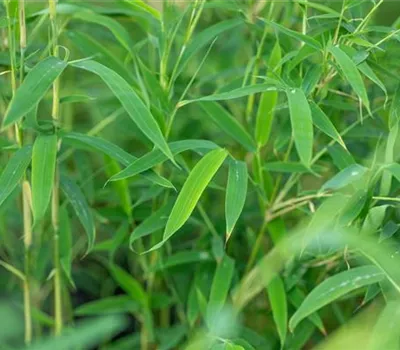 Krankheiten und Schädlinge an Bambus erkennen und vorbeugen