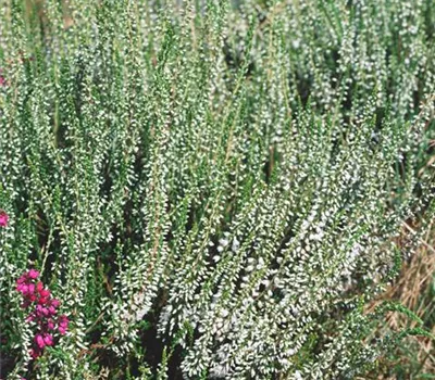 Besenheide 'Elegantissima'