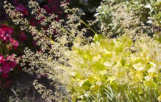 Purpurglöckchen als beliebte Stauden im Garten