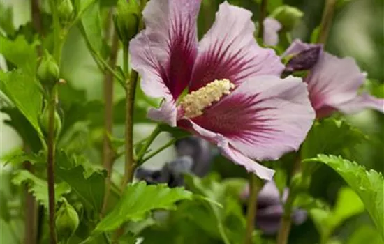 Der Hibiskus, ein großartiges Mitglied im Garten-Ensemble