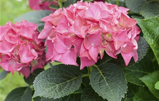 Bauernhortensie 'Everbloom'