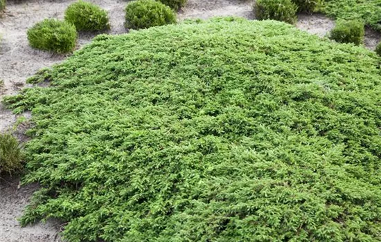 Kriechwacholder 'Green Carpet'