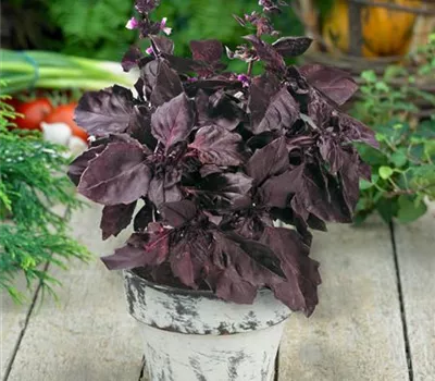 Garten-Basilikum 'Atropurpureum'