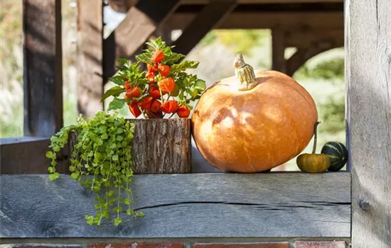 Der schöne Balkonkasten im Herbst: es muss nicht immer grau in grau sein!