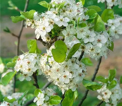 Chinesische Birne 'Chanticleer'