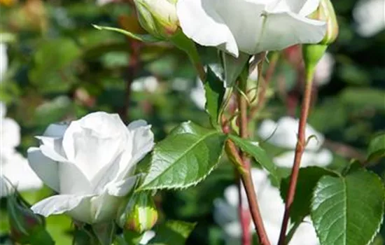 Edelrose 'Annapurna'®