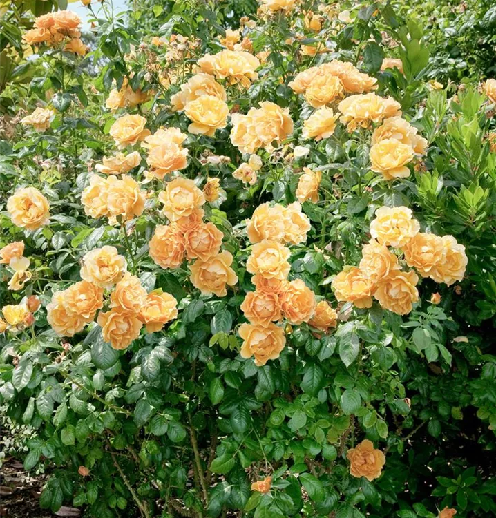 Floribunda Rose 'Easy Going'®