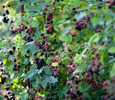 Brombeere 'Thornless Evergreen'