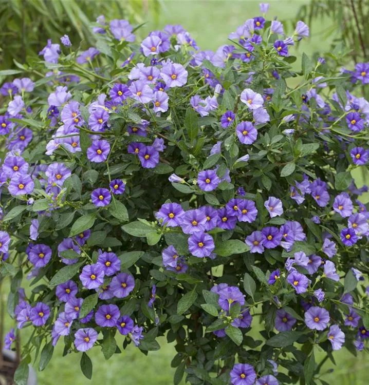 Enzianbaum