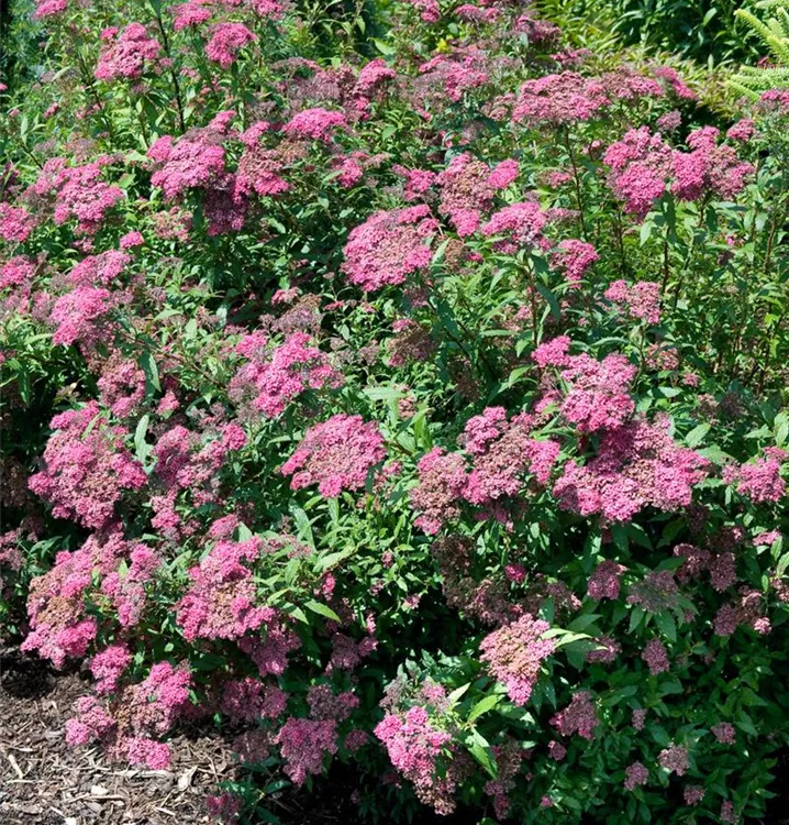 Roter Sommerspierstrauch