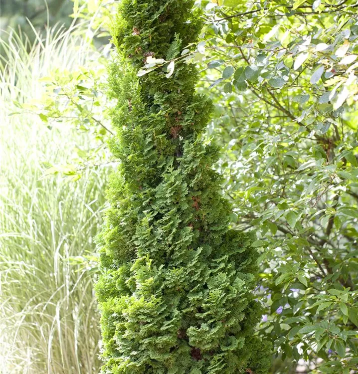 Lebensbaum 'Brobeck's Tower'