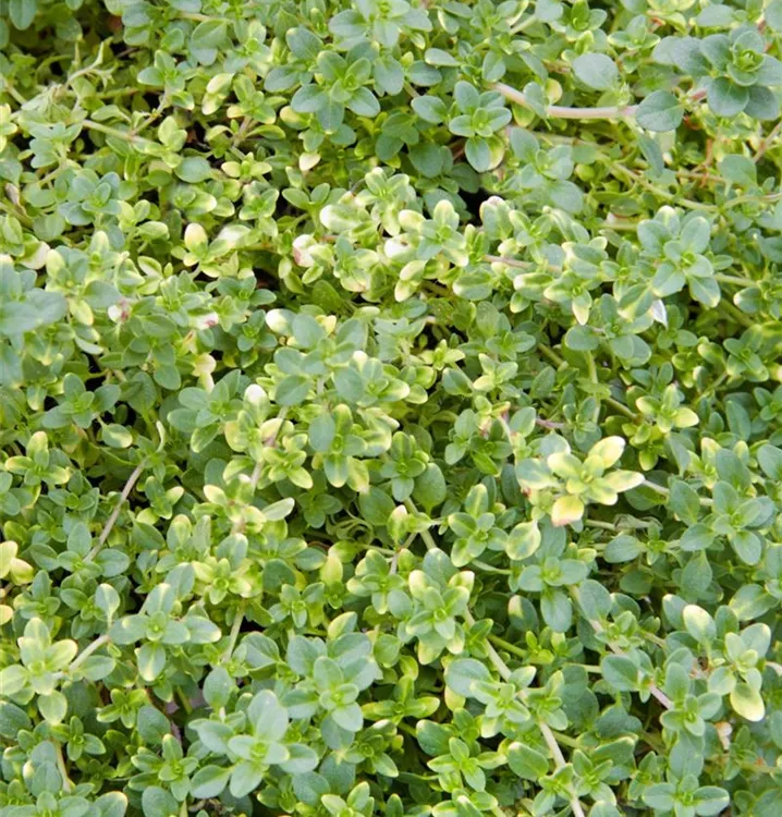 Zitronen-Thymian 'Doone Valley'