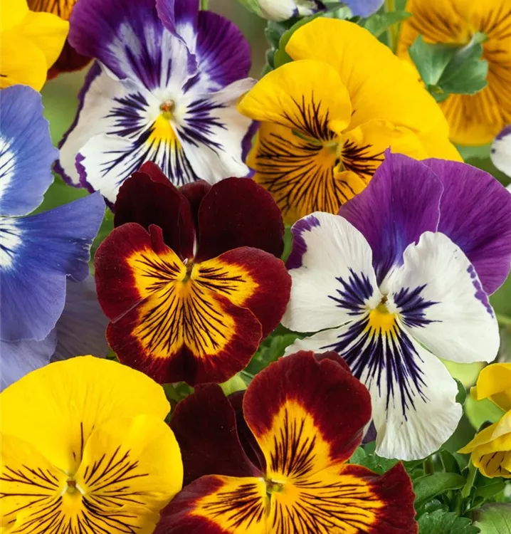 Garten-Stiefmütterchen 'Cats'®