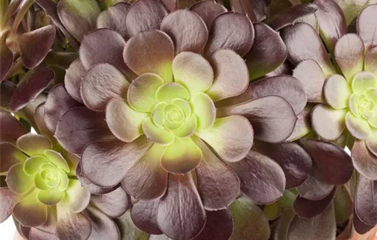 Aeonium