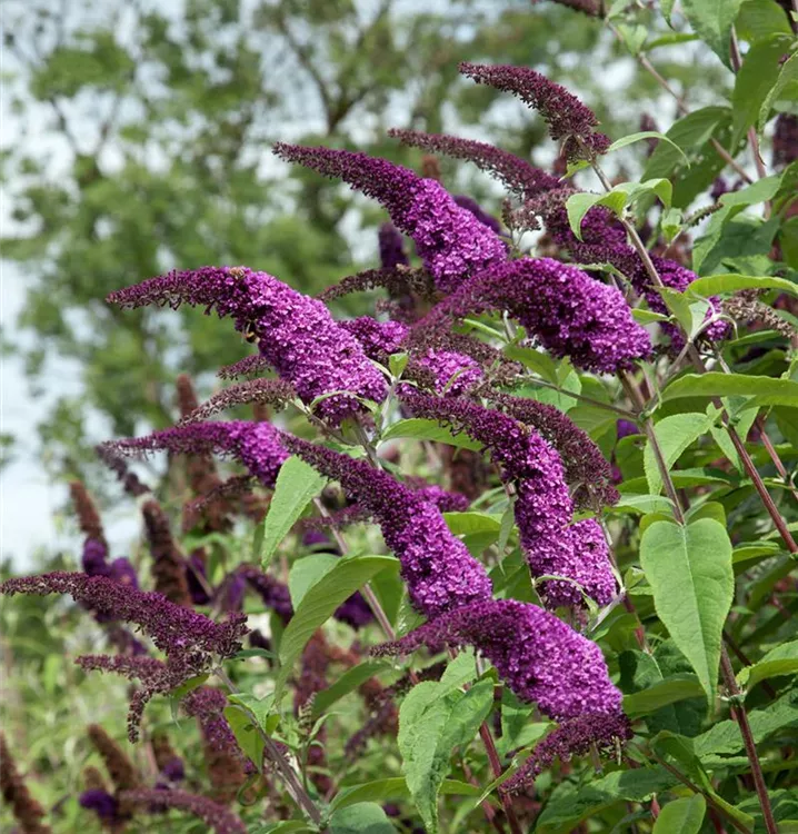 Sommerflieder