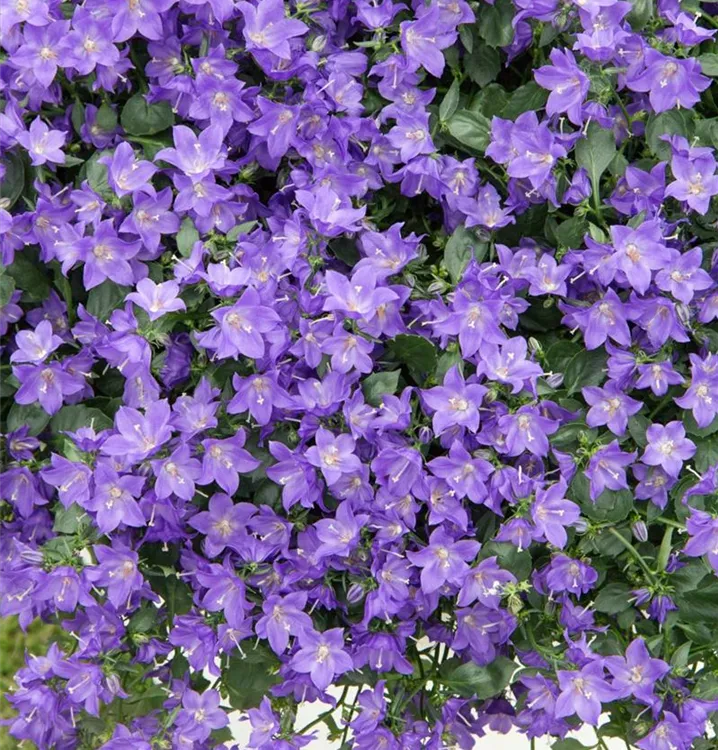 Niedliche Glockenblume