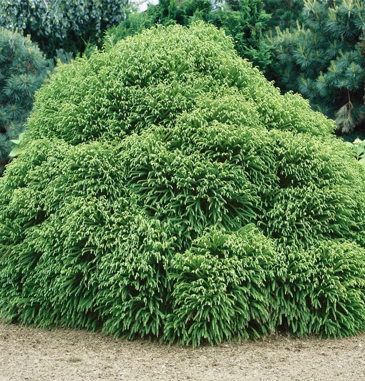 Kleine Sicheltanne 'Globosa Nana'