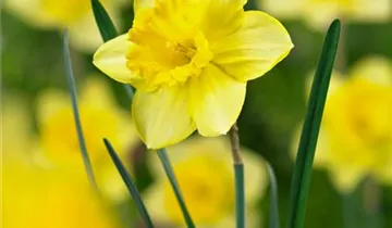 Zum Vergrößern klicken Bildvorschau