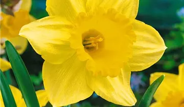 Zum Vergrößern klicken Bildvorschau