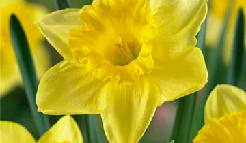 Zum Vergrößern klicken Bildvorschau