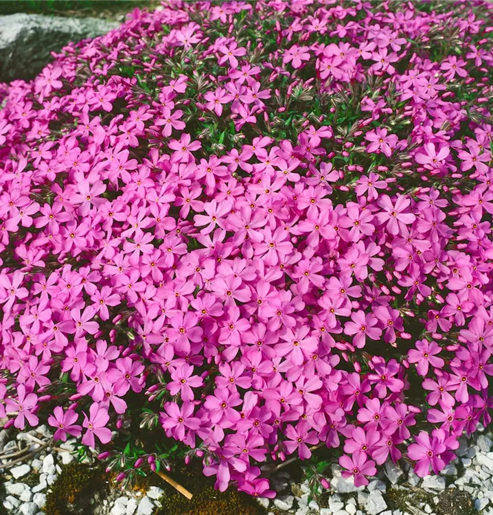 Phlox