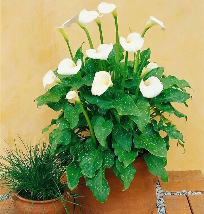 Zimmercalla