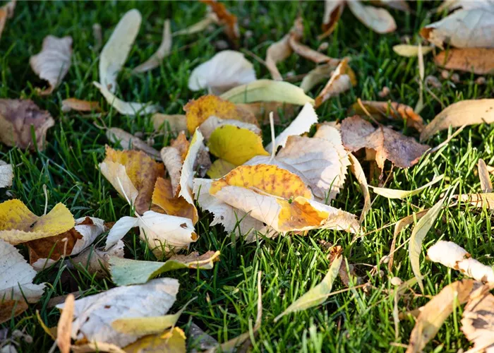 Rasenpflege im Winter - Das neue Gartenjahr startet grün