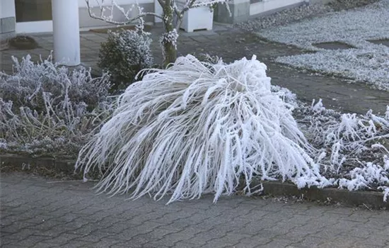 Winterharte Gräser - Pflegeleicht und sehr robust