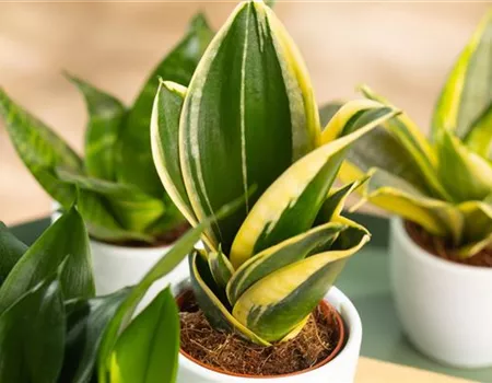 Zimmerpflanzen als Luftverbesserer – frisch durchgeatmet!