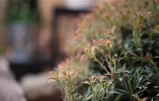 Japanisches Schattenglöckchen - Einpflanzen im Garten