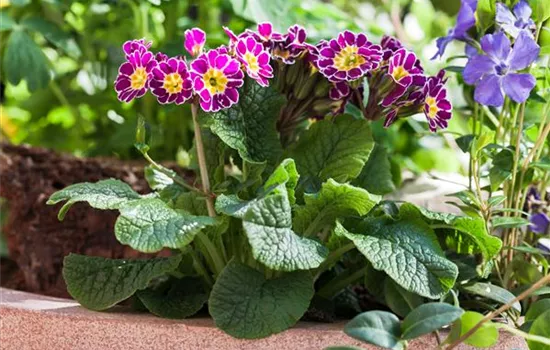 Tolle Frühblüher starten bunt ins Gartenjahr