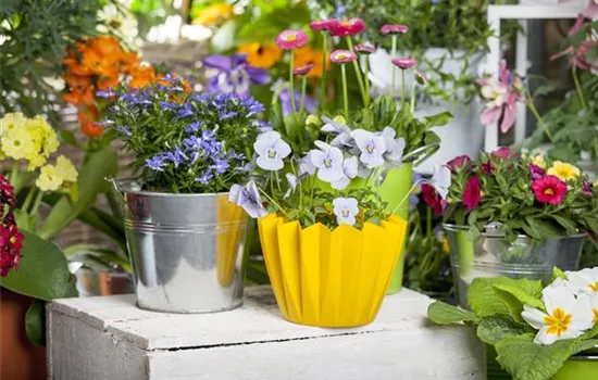 Frühling auf dem Balkon - Hornveilchen, Narzisse und Co.