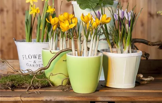 Frühling auf dem Balkon geht ohne bunte Blumen gar nicht