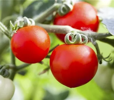 Alte Tomatensorten gibt es auch fürs Freiland