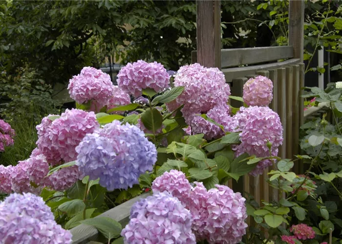 Die Hortensie im Garten – durstige Schönheit mit Charakter Die Hortensie im Garten – durstige Schönheit mit Charakter