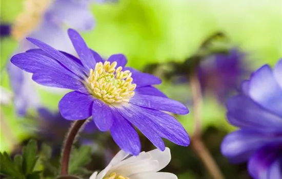 Anemonen im Topf bringen Farbenfreude auf den Balkon